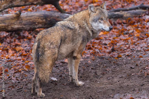 Grauwolf  Canis lupus 