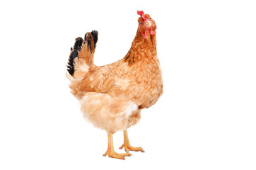 Portrait of a ginger chicken standing isolated on white background