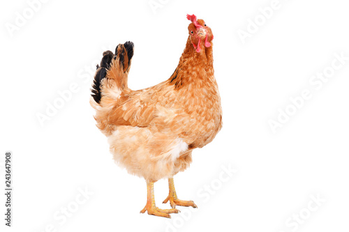 Portrait of a ginger chicken standing isolated on white background