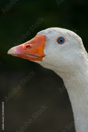 Portret witte gans met mooi blauw oog