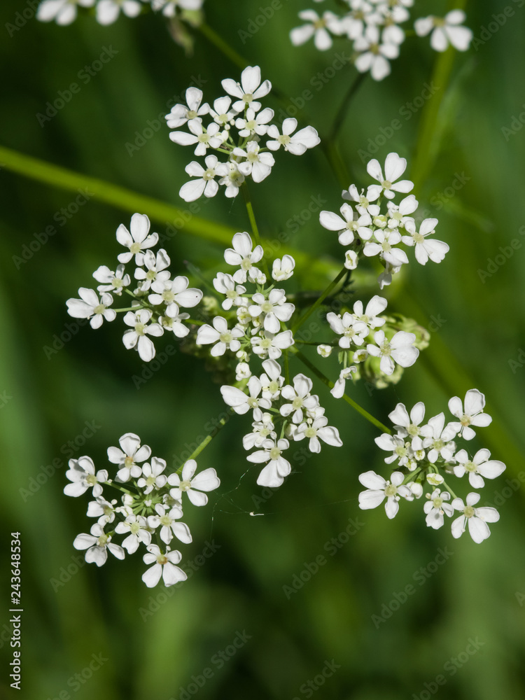 Cow Parsley or Wild Chervil, Anthriscus sylvestris, flower clusters macro, selective focus, shallow DOF Cow Parsley or Wild Chervil, Anthriscus sylvestris, flower clusters macro, selective focus, shallow DOF