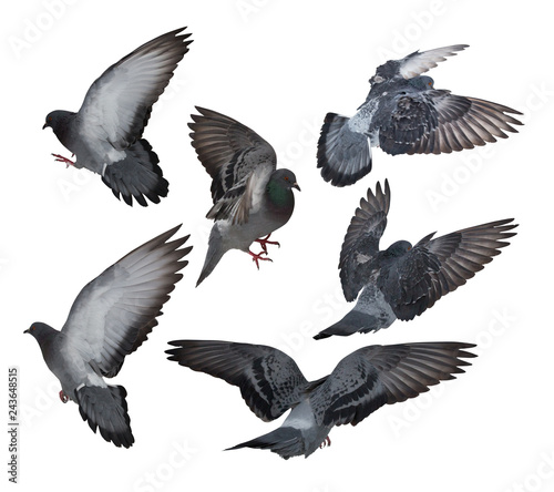 six isolated on white dark grey pigeons