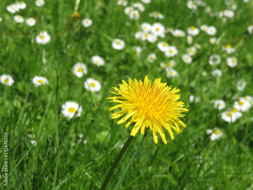Spring flowers, blooming dandelion and chamomile on green meadow. Background for spring weather, field with daisies