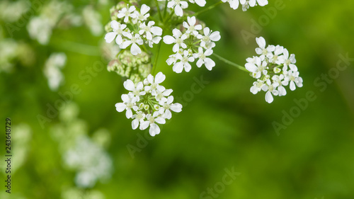 Cow Parsley or Wild Chervil, Anthriscus sylvestris, flower clusters macro, selective focus, shallow DOF