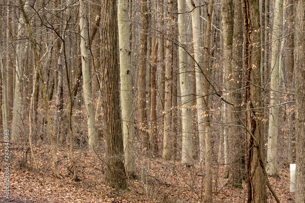 Woodland Abstract Background Woodland Abstract Background