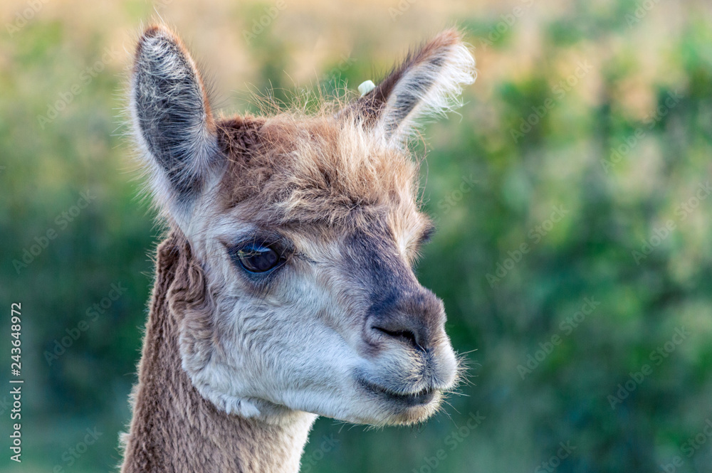 Close-up of llama's head in natural environment.