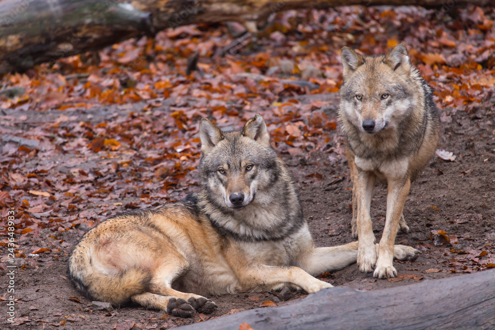 Fototapeta premium Grauwolf (Canis lupus)