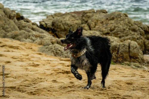 Dog on the beach photo