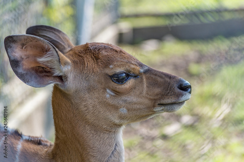 Fototapeta Naklejka Na Ścianę i Meble -  Close-up of deer's head