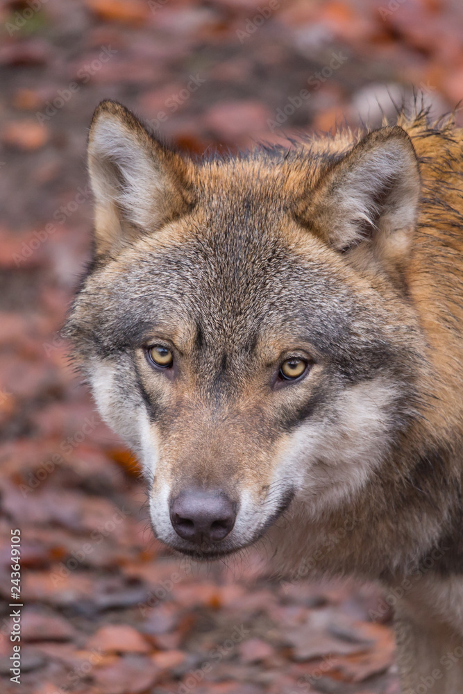 Grauwolf (Canis lupus)