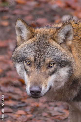 Grauwolf (Canis lupus)