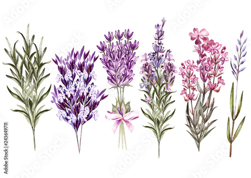 Set of watercolor bouquet lavender flowers on white background.