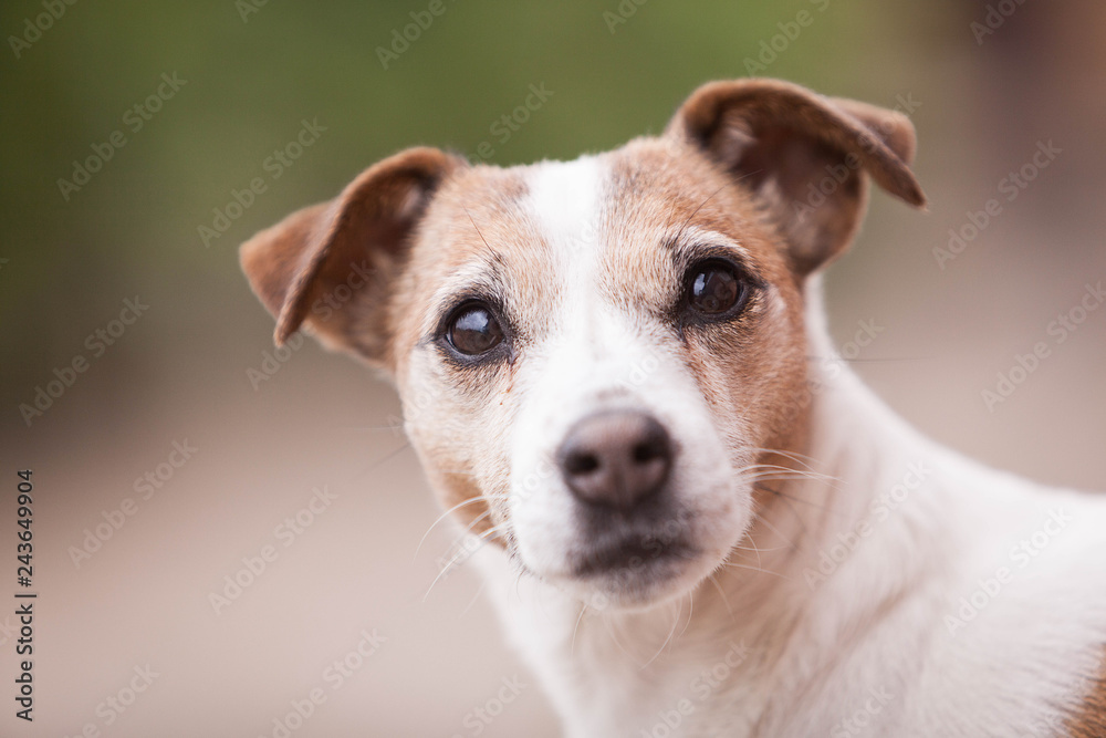 fragender Hund - Jack Russel Terrier
