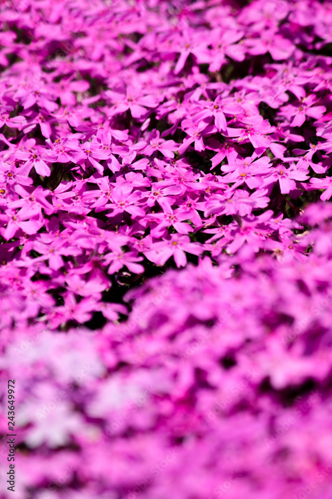 Pink Moss Blossom in Hokkaido
