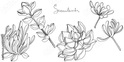 Vector Succulent floral botanical flower. Black and white engraved ink art. Isolated succulents illustration element.