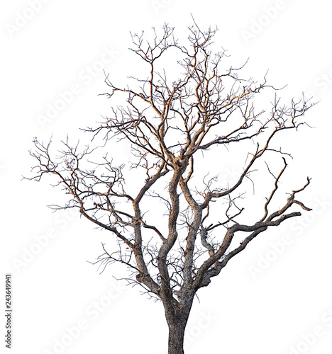 Fototapeta Naklejka Na Ścianę i Meble -  isolated bare brown tree