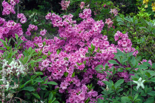 Blooming Rhododendron pink flowers in spring garden