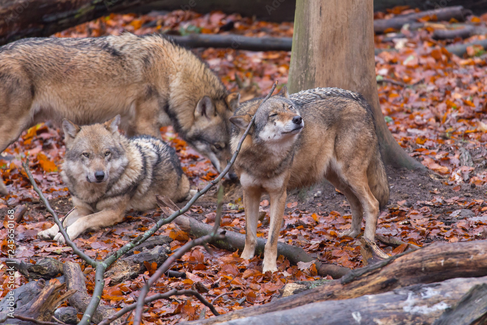 Obraz premium Grauwolf (Canis lupus)