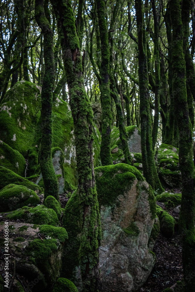 Trees and rocks covered with moss Trees and rocks covered with moss