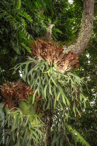 Staghorn Ferns or Elkhorn Ferns, Platycerium bifurcatum.