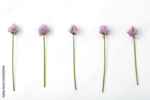 Blooming flower Allium schoenoprasum on a white background background.