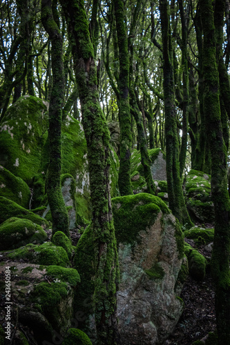 Trees and rocks covered with moss