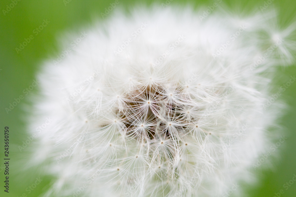 Fototapeta premium Löwenzahn