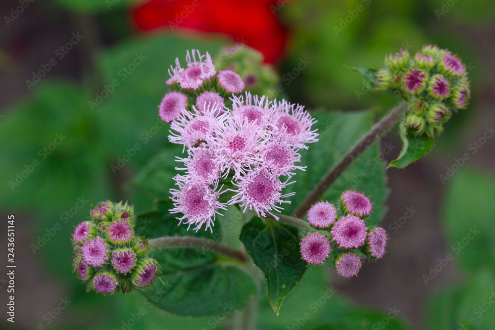 Ageratum flower in the summer garden. Ageratum flower in the summer garden.