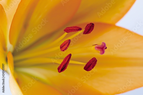 Bright lily flower photographed close up. Pistil lily. Macro