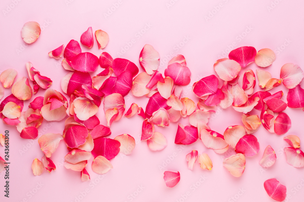Valentine's Day. Rose flowers petals on white background. Valentines day background. Flat lay, top view, copy space. Valentine's Day. Rose flowers petals on white background. Valentines day background. Flat lay, top view, copy space.