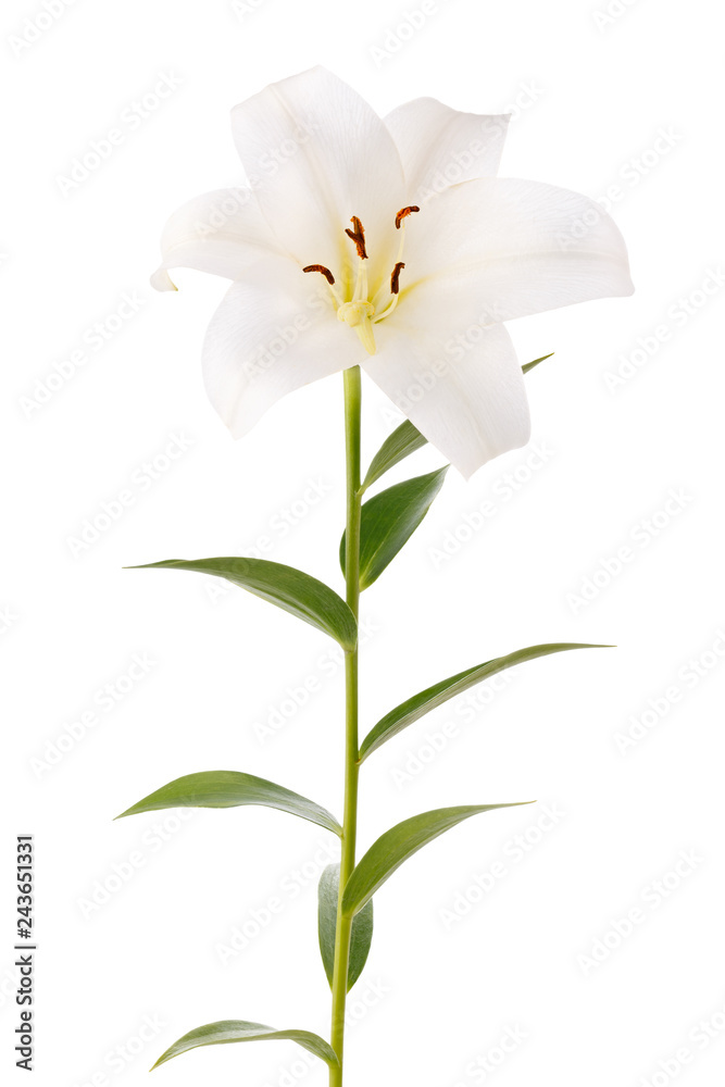 Branch with bud blooming lily flower isolated on white background.