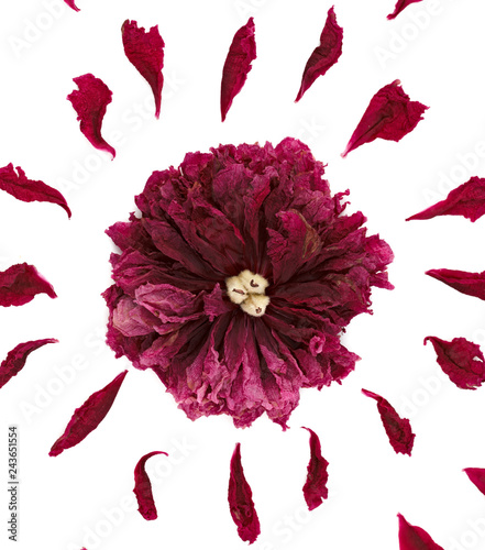 Top view of a floral pattern of peony petals. Composition of flowers on a white background made by hand. Photographed close-up.