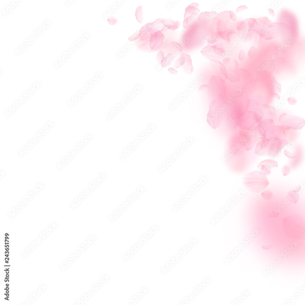 Sakura petals falling down. Romantic pink flowers Sakura petals falling down. Romantic pink flowers