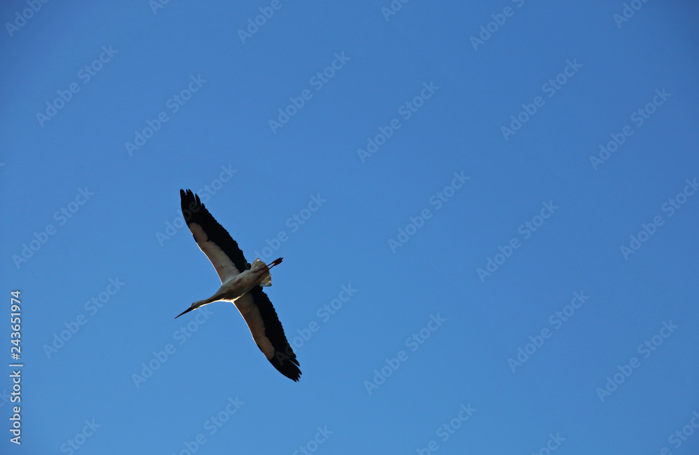 Obraz premium A stork and blue sky