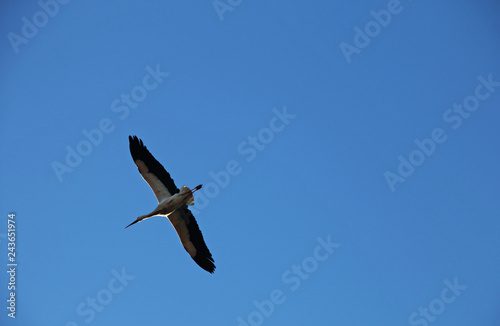  A stork and blue sky
