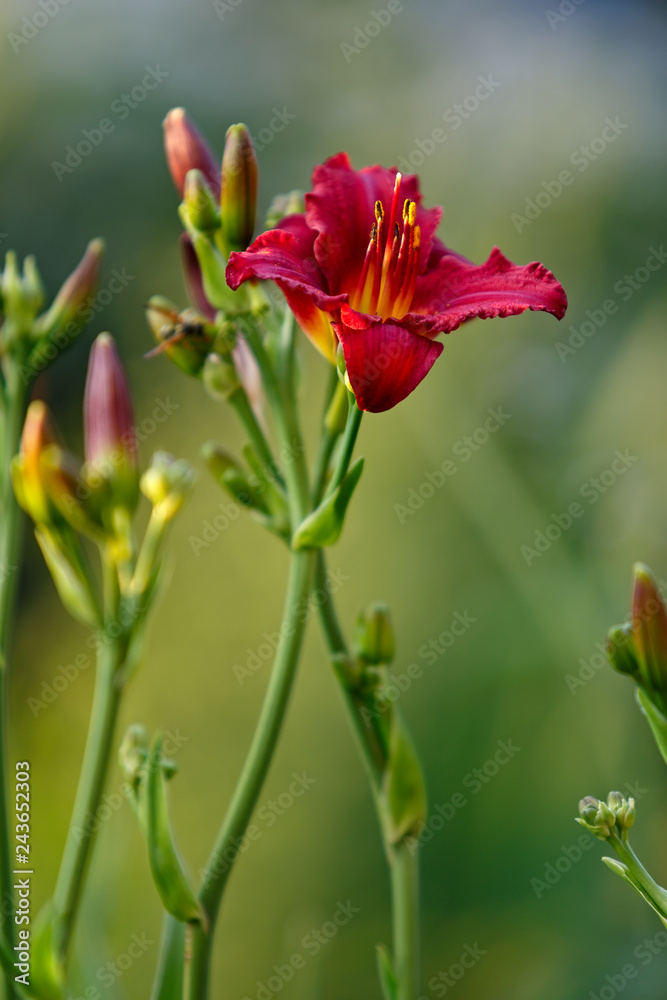 Blooming flowers Hemerocallis on a flower bed in the garden in summer. Blooming flowers Hemerocallis on a flower bed in the garden in summer.