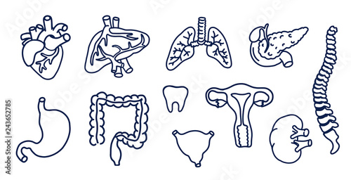 Wallpaper Mural Set of human internal organs for surgeries and transplantation. Including heart, liver, kidney, uterus, bladder, pancreas; eye, intestines, stomach, spine, tooth. Line art vector illustration. Torontodigital.ca