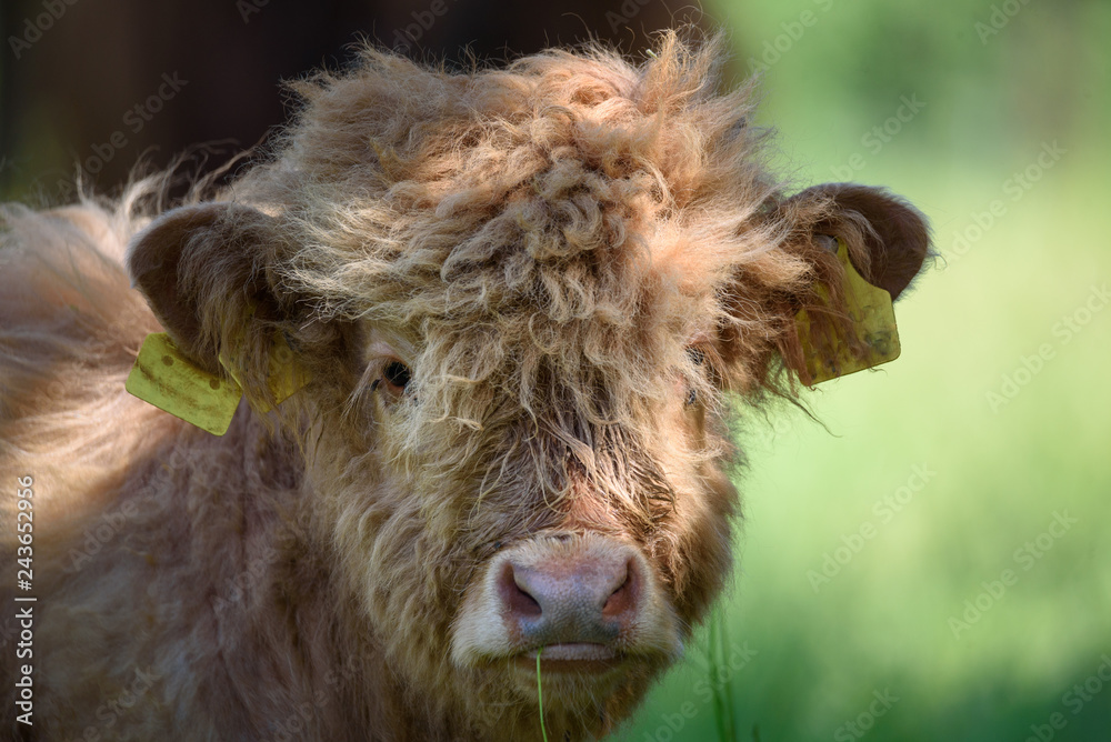 Portrait eines Kalbes vom Bos Taurus (Highland Cattle / Schottisches Hochlandrind) Portrait eines Kalbes vom Bos Taurus (Highland Cattle / Schottisches Hochlandrind)