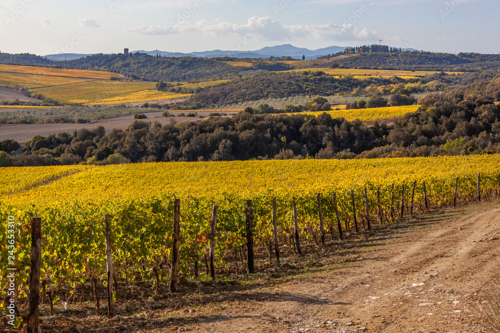 Picturesque Tuscany autumn landscape with traditional yellow vineyards, Italy