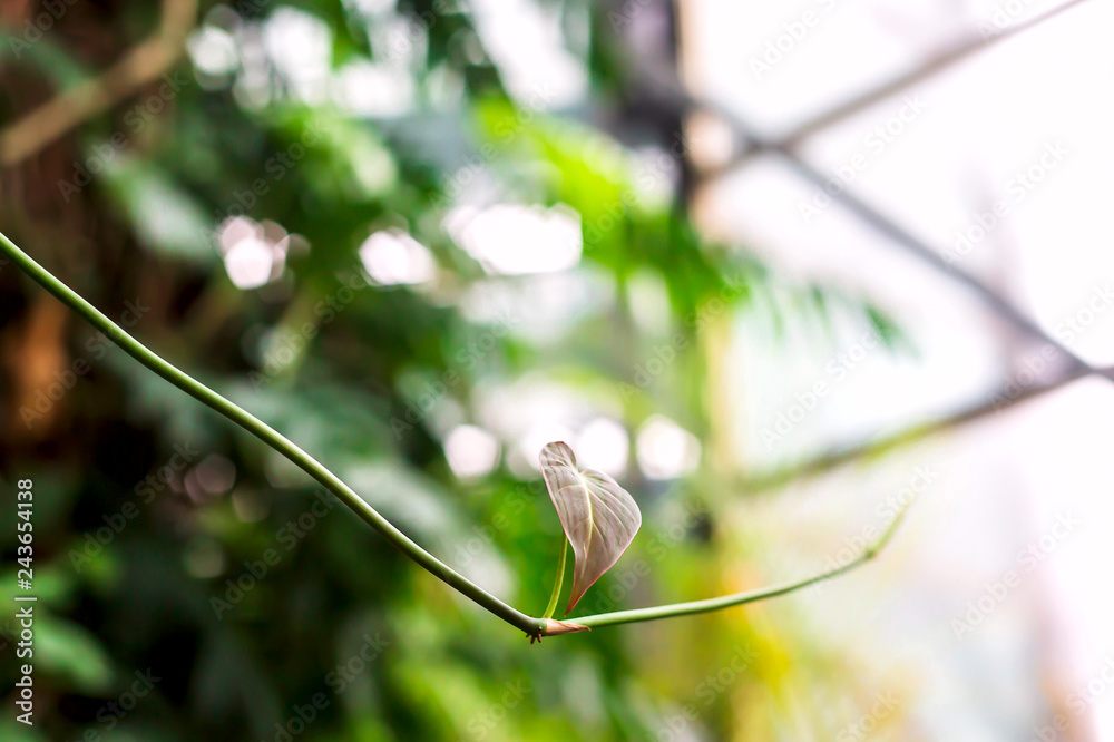 Green thin fresh spring branch of a bush with new leaves against the window with bars. Background, wallpaper Green thin fresh spring branch of a bush with new leaves against the window with bars. Background, wallpaper