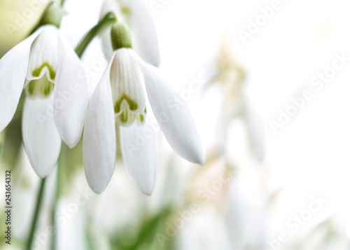 Schneeglöckchen - Nahaufnahme der Blüte im Sonnenlicht (Galanthus)