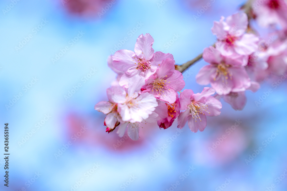 Beautiful cherry blossoms sakura tree bloom in spring over the blue sky, copy space, close up. Beautiful cherry blossoms sakura tree bloom in spring over the blue sky, copy space, close up.