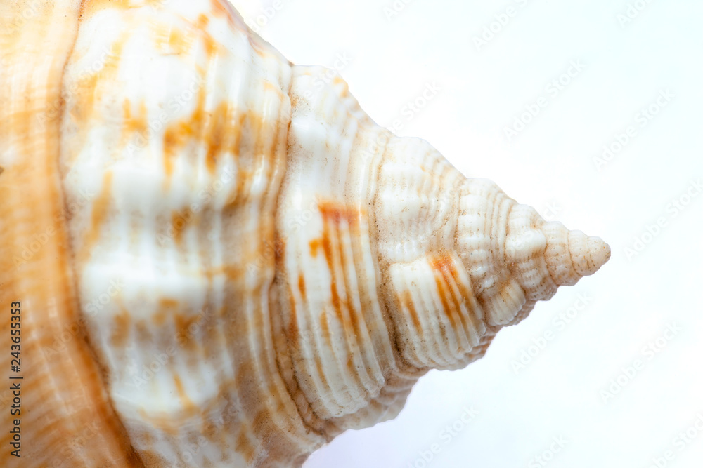 shell tip in the form of a spiral, macro, isolate