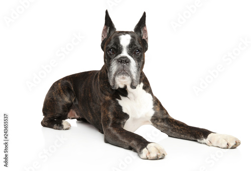 German Boxer dog resting