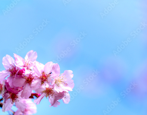 Beautiful cherry blossoms sakura tree bloom in spring over the blue sky, copy space, close up. © RomixImage
