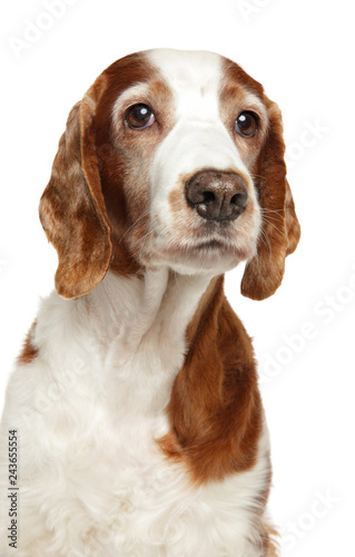 Adult Welsh Springer Spaniel dog