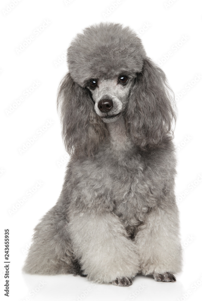 Gray Poodle on white background front view