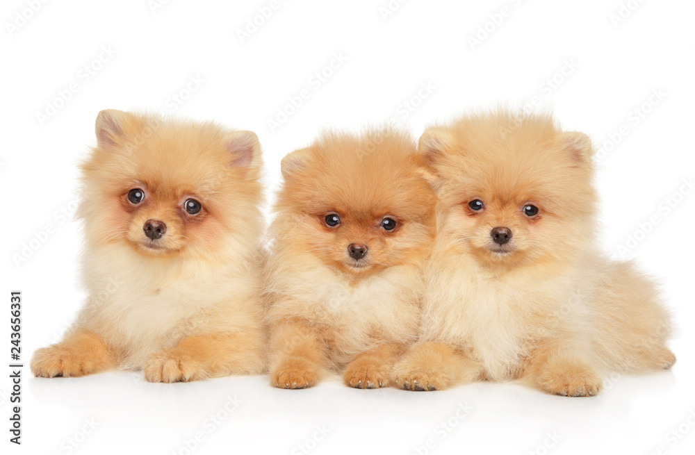 Three Spitz dog puppies on white