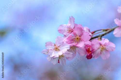 Beautiful cherry blossoms sakura tree bloom in spring over the blue sky, copy space, close up.