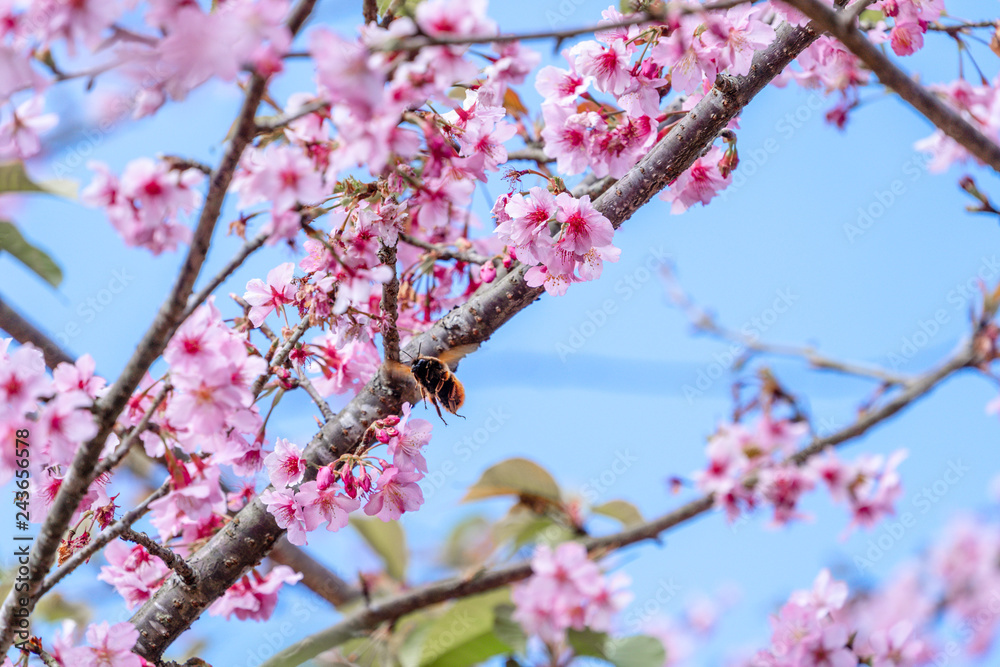 Beautiful cherry blossoms sakura tree bloom in spring over the blue sky, copy space, close up. Beautiful cherry blossoms sakura tree bloom in spring over the blue sky, copy space, close up.